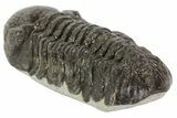Austerops Trilobite Fossil - Rock Removed #67007-4